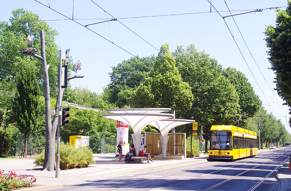 Die Haltestelle Zoo der Straßenbahn in Dresden