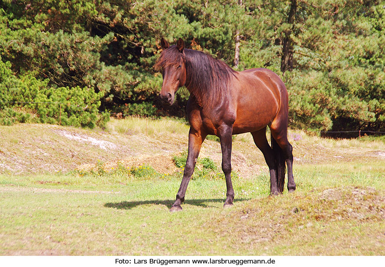 Ein Pferd auf der Insel Römö in Dänemark