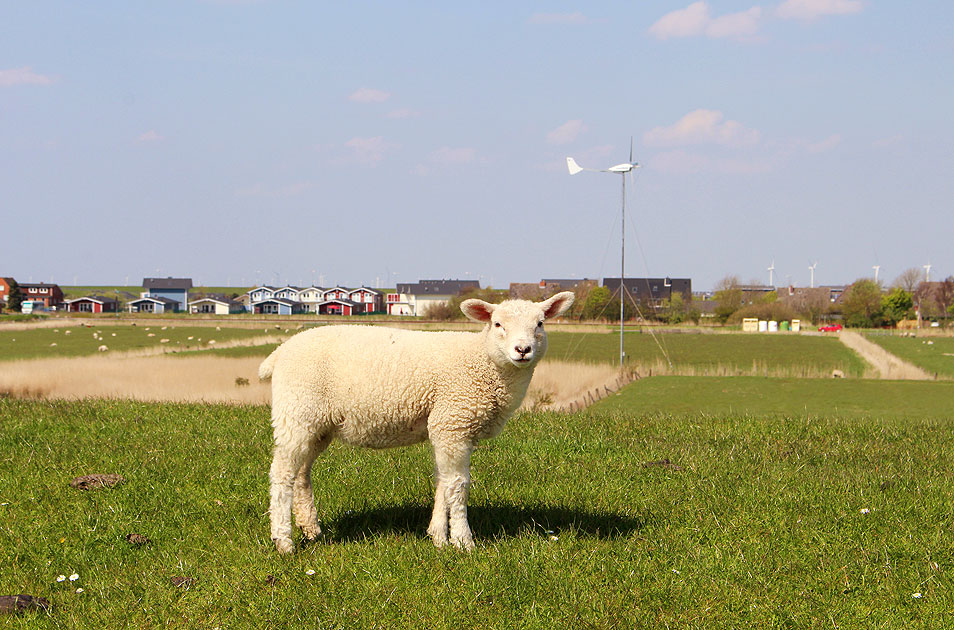 Ein Schaf auf dem Deich bei Dagebüll. Die Schafe dienen hier als eine Art "Rasenmäher" und dem Schutz der Deiche