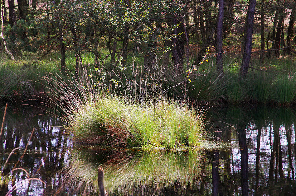 Das Pietzmoor ist heute ein Naherholungsgebiet im Naturschutzgebiet Lüneburger Heide