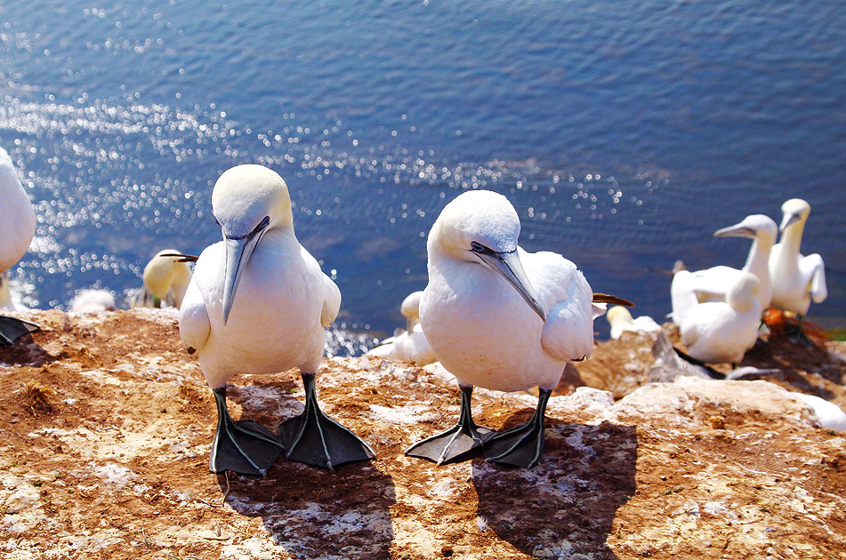 Basstölpel auf Helgoland - Meeresvögel