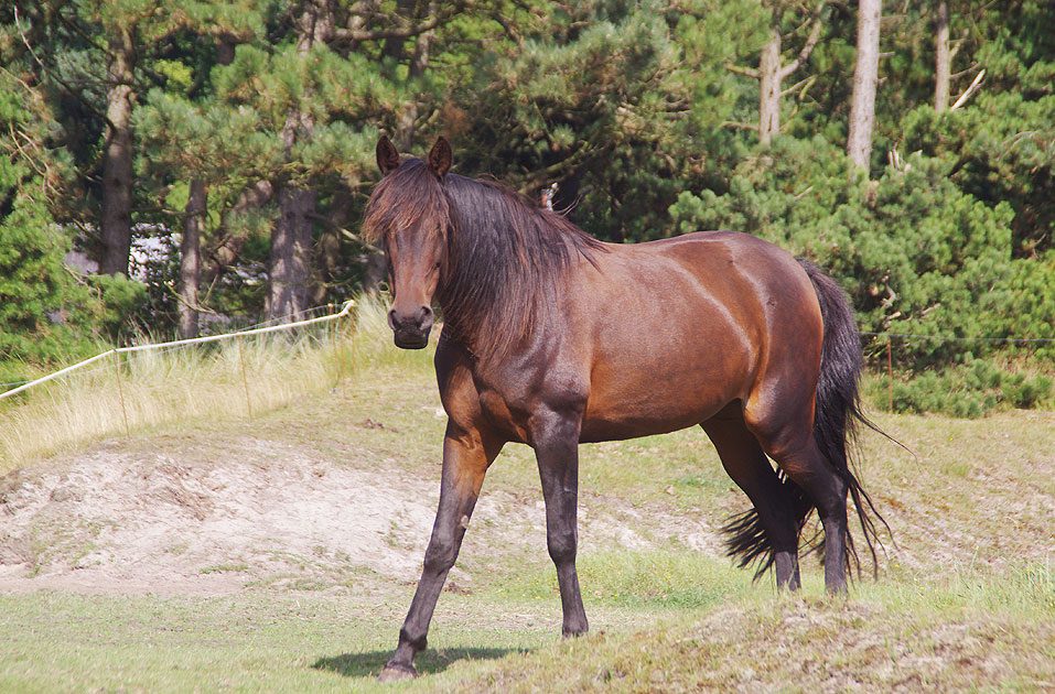 Ein Pferd auf der Insel Römö in Dänemark