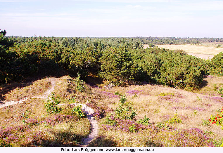 Heidelandschaft auf der Insel Römö in Dänemark