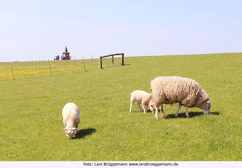 Die Schafe auf dem Deich bei Dagebüll dienen dem Deichschutz