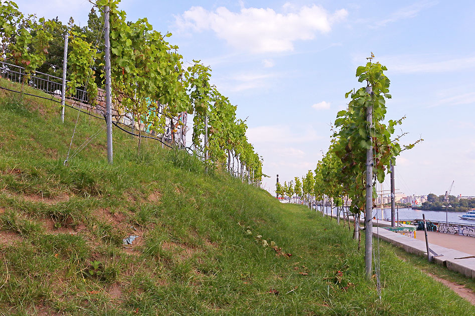 Der Hamburger Weinberg auf dem Stintfang